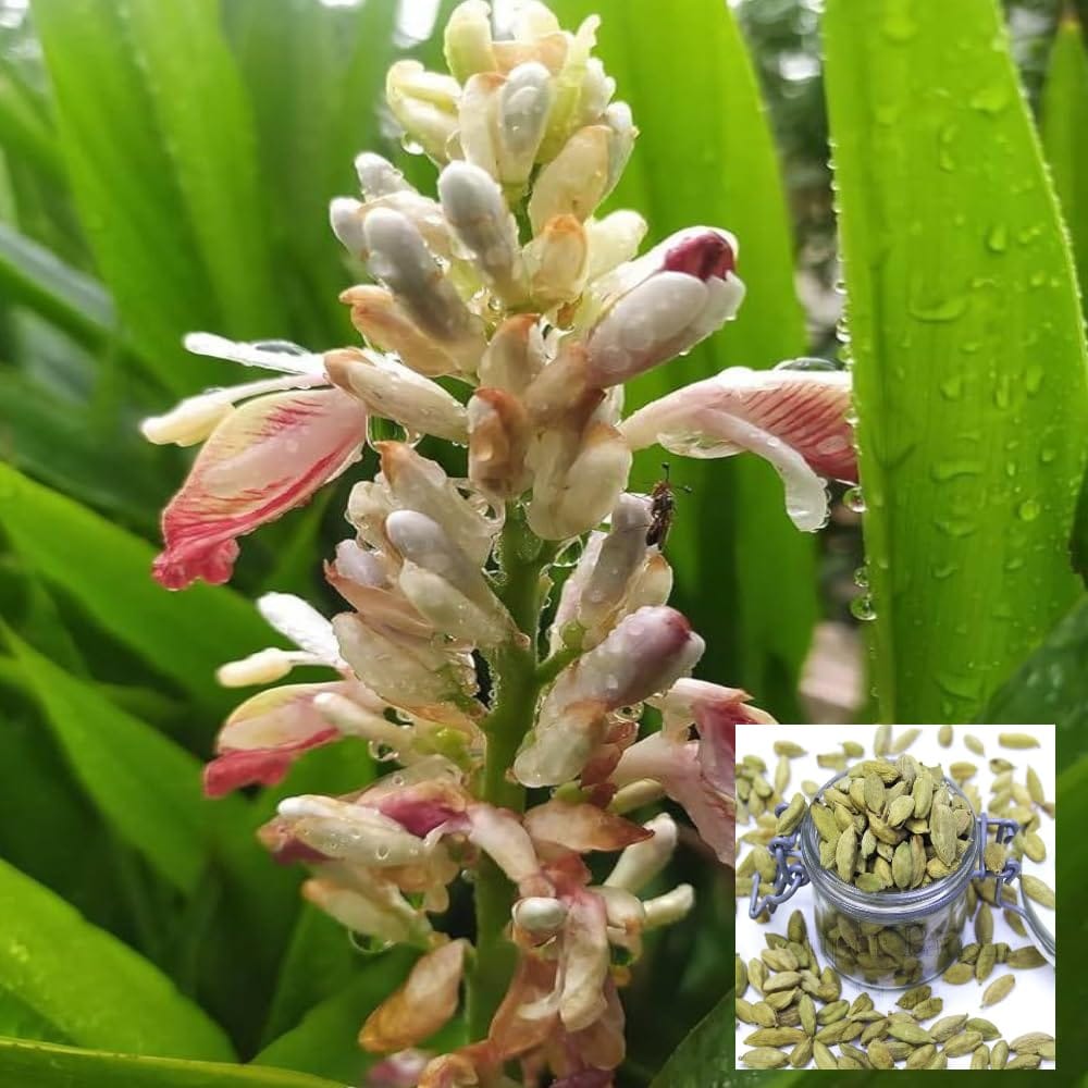 Elaichi Cardamom Spice Plants & Tree(1-2 Feet Size)