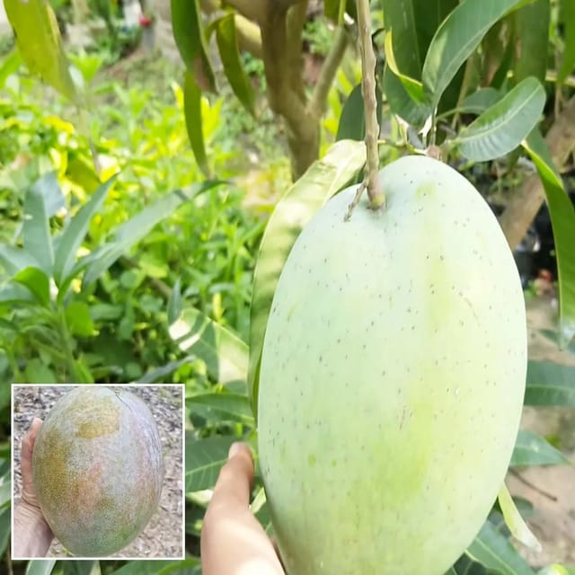 4Kg Mango Grafted Fruit Plant (1.5-3 Feet Height)