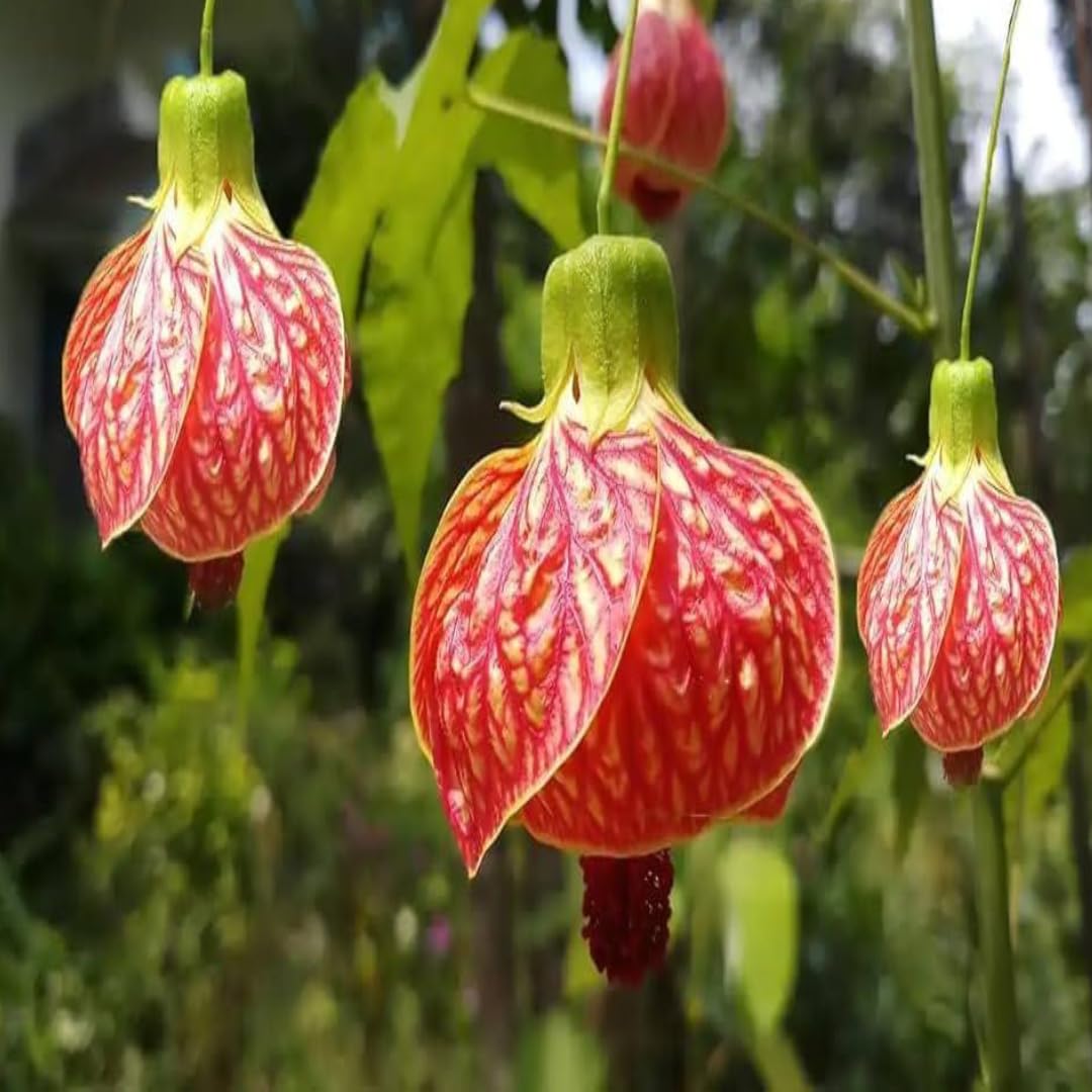 Lantern Lanthana Hibiscus Joba Gudhal Flower Plants