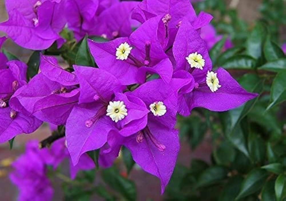 Purple Colour Bougainvillea Kagoj Ful Shrubs Flower Plants & Tree(1-2 Feet Size)