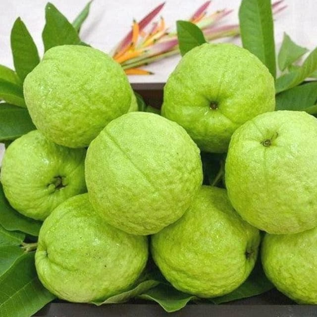 Guava Sardar Lucknow-49 L-49 Amrood Variety Fruit (Air Layering/Grafted) Plants & Tree(1.5-3 Feet Size)