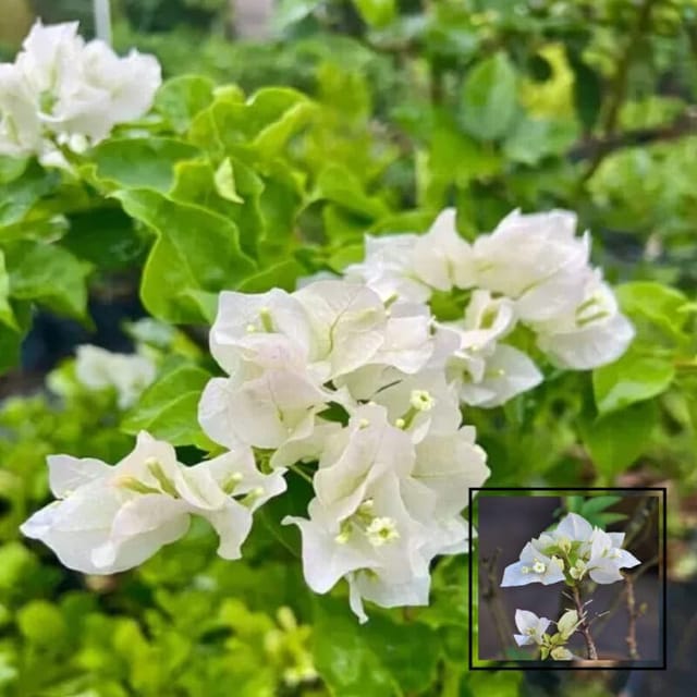 White Colour Bougainvillea Kagoj Ful Shrubs Flower Plants & Tree(1-2 Feet Size)