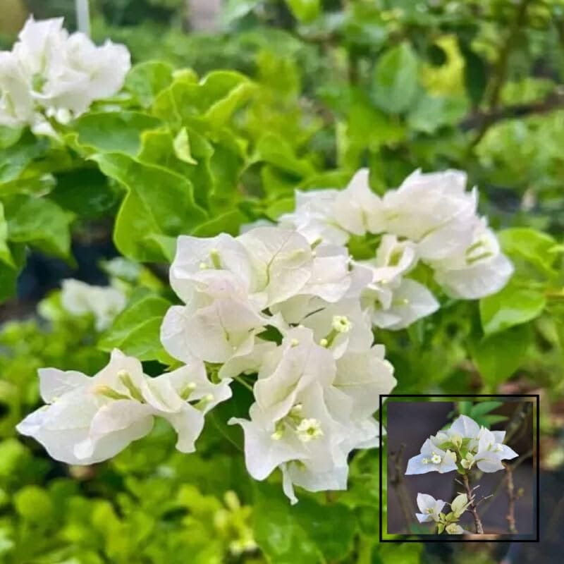 White Colour Bougainvillea Kagoj Ful Shrubs Flower Plants & Tree(1-2 Feet Size)
