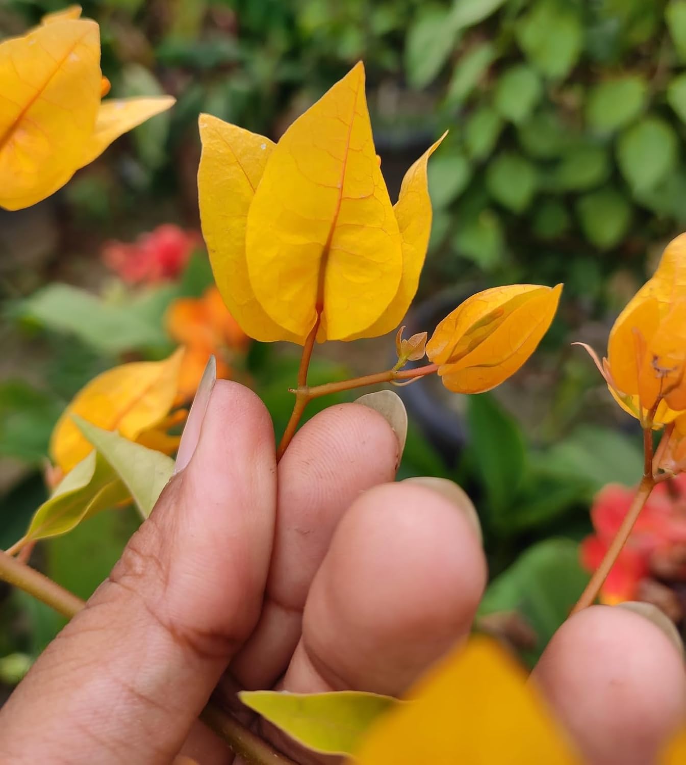 Yellow Grafted Premium & Elegant Bougainvillea Flower Plant (1–2 Feet)