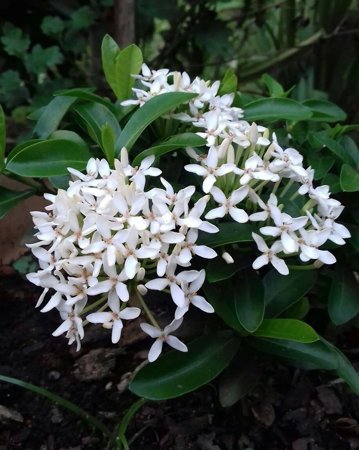 White Hybrid Ixora Flower plant