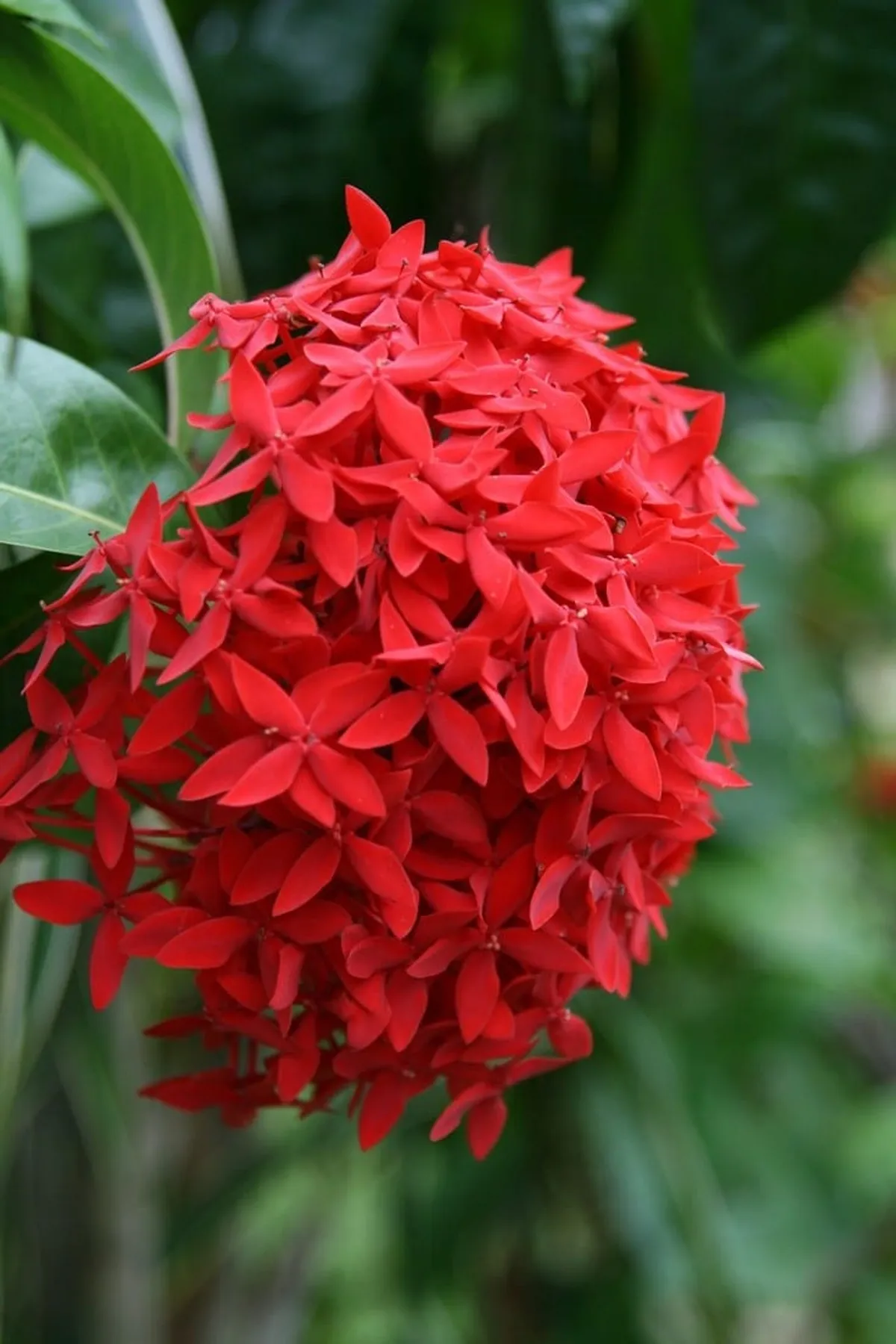 Red Hybrid Ixora Flower plant