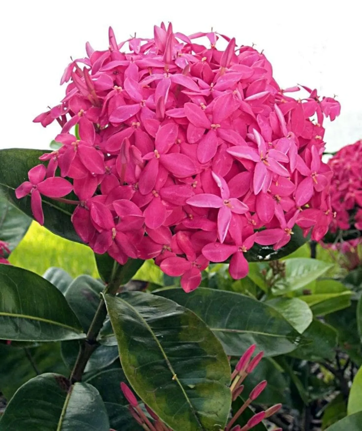 Pink Hybrid Ixora Flower Plant