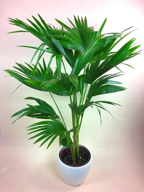 Green Table Umbrella Palm Plant