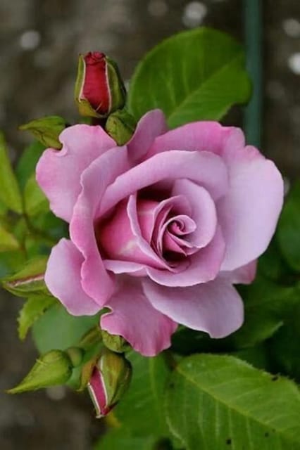 Pink Rose Plant