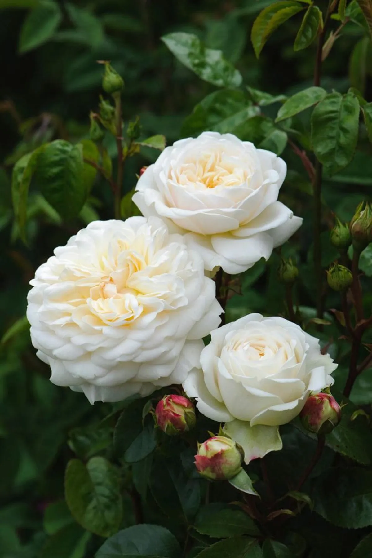 White Rose Plant