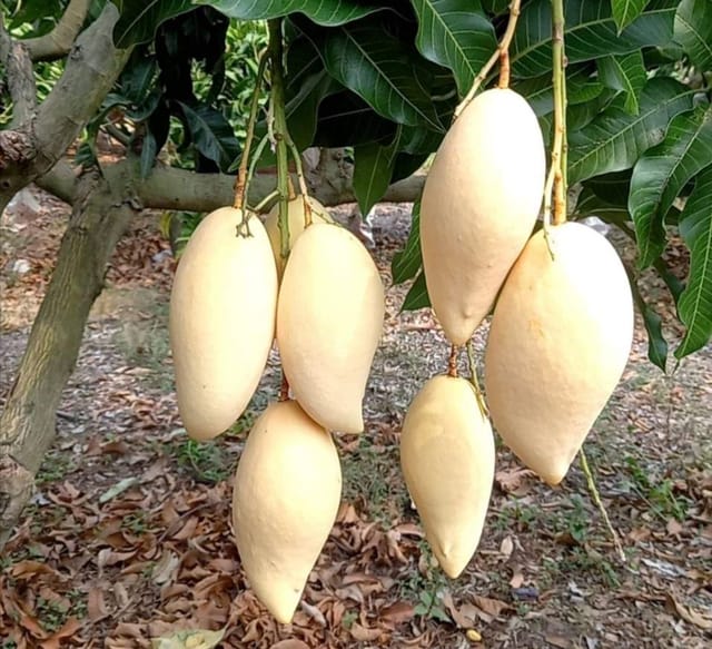 Thai Nam Dok Mai Mango Grafted Plant-Variety- Golden Nam Doc Mai Tree(1.5-3 Feet Height)