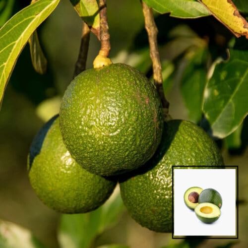 Monroe Round Avocado Butter Fruit Grafted Plant (1.5-3 Feet Height)