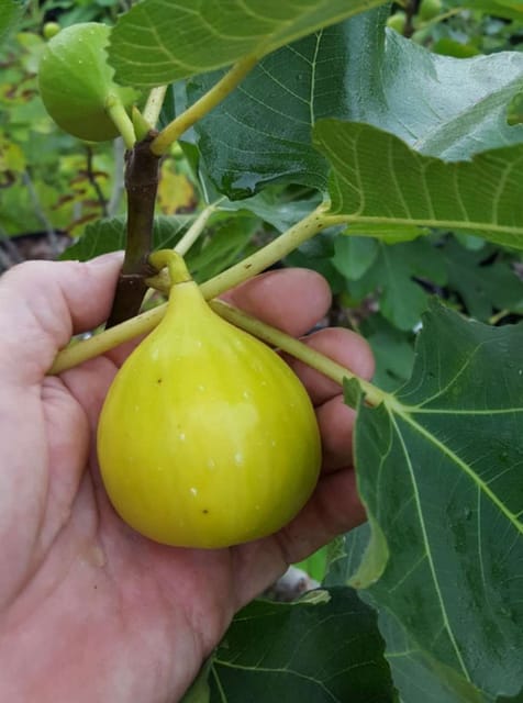Yellow Excel Variety Fig Anjeer Fruit Air Layered/Grafted Plants (1-2 Feet Height) Yellow Excel Variety Fig Anjeer Fruit Air Layered/Grafted Plants (1-2 Feet Height)