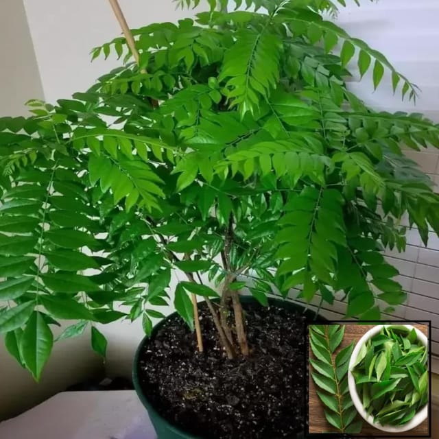 Curry Leaves Kadi Patta Murraya koenigii Meetha Neem Plants & Tree(1-2 Feet Size)