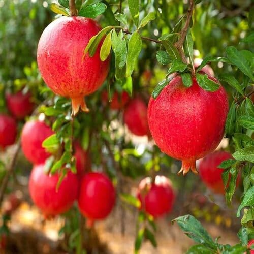 Pomegranate Madhura Variety Anar Fruit (Air Layering/Grafted) Plants & Tree (1.5-3 Feet Size)