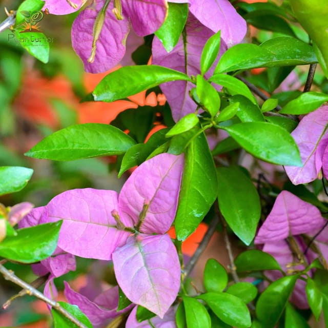 Multicolor Grafted Premium & Elegant Bougainvillea Flower Plant (1–2 Feet)