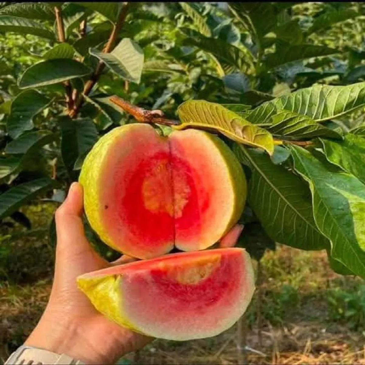 Amrood Red Dimond Guava Variety Fruit Grafted Plant & Tree(1.5-3 Feet Size)