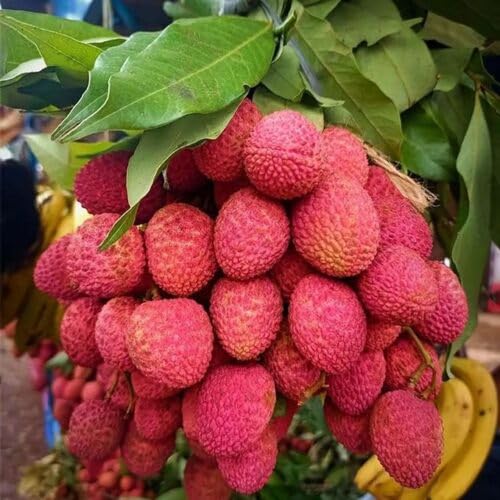 Litchi Muzaffarpur Shahi Variety Lychee Fruit (Air Layering/Grafted) Plants & Tree(1-2 Feet Size)