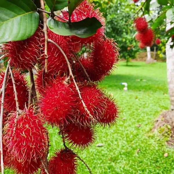 Rambutan KG10 Variety Fruit Grafted Plants & Tree(1.5-3 Feet Size)