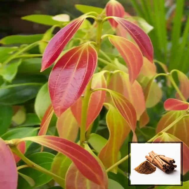 Dalchini Plant – Cinnamon Dalchini Spice Healthy Plant (1-2 Feet Height)