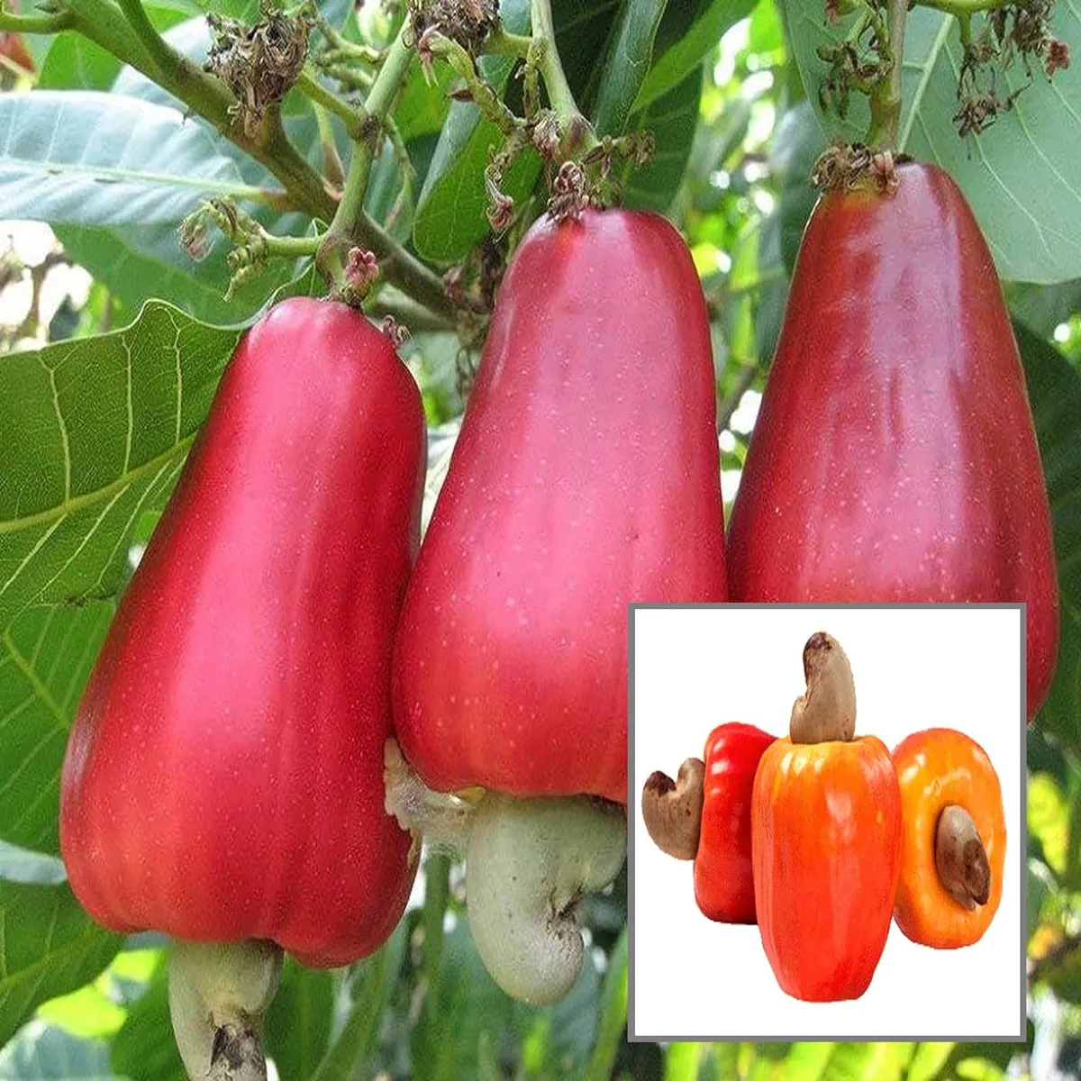 Cashew Jhargram 1 Variety Nut Kaju Fruit Plants & Tree(1.5-3 Feet Size)