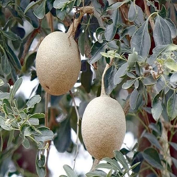 Thai Wood Apple Kot Bel Bael Bilva variety Grafted Fruit Plants & Tree(1.5-3 Feet Size)