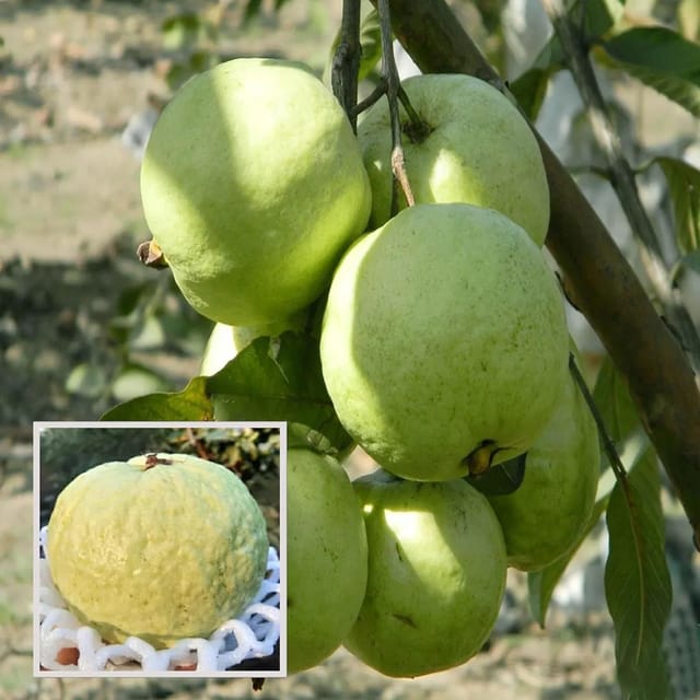 Guava VNR Bihi Amrood Variety Fruit (Air Layering/Grafted) Plants & Tree(1.5-3 Feet Size)