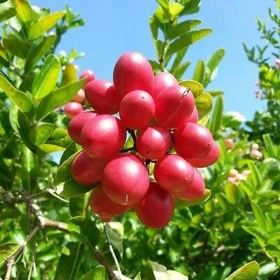 Thai Sweet Karonda Carissa Carandas Cherry Cherries Variety Fruit (Air Layering/Grafted) Plants & Tree(1.5-3 Feet Height)