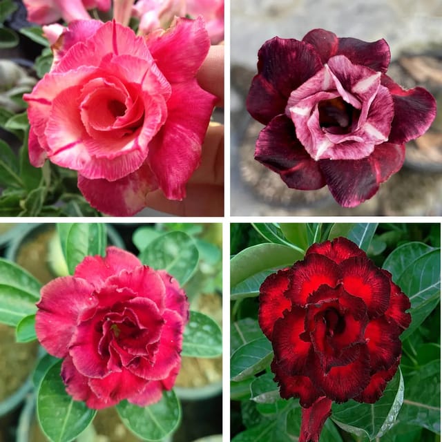 Adenium Obesum Desert Rose grafted Flowers Plant ( Pack Of 4) Adenium Obesum Desert Rose grafted Flowers Plant ( Pack Of 4)