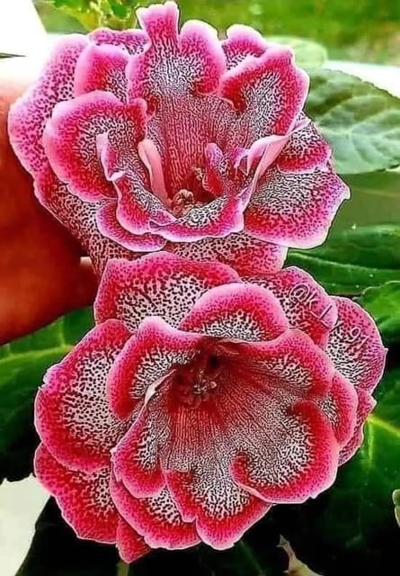 Adenium Obesum Desert Rose grafted Flowers Plant