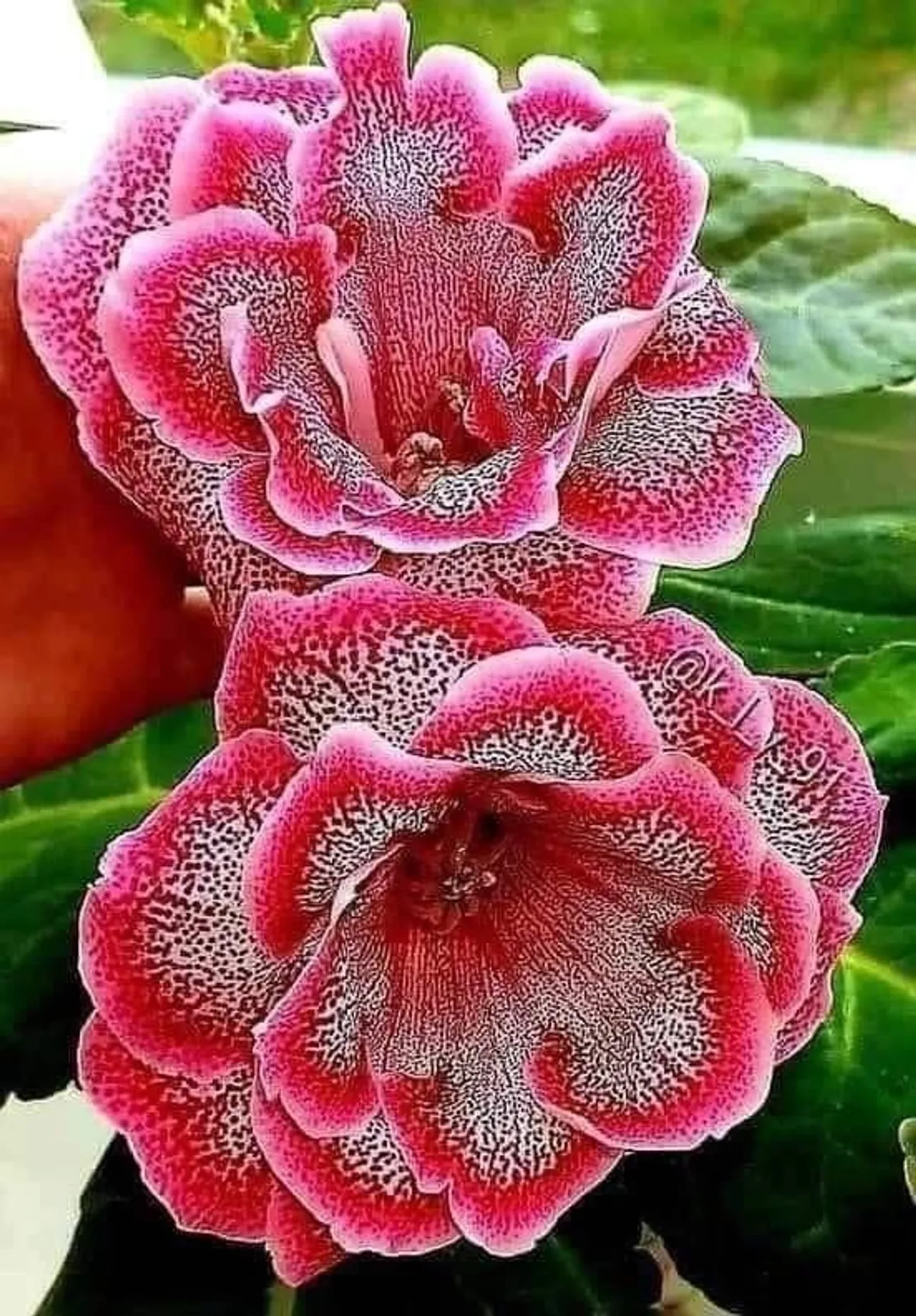 Adenium Obesum Desert Rose grafted Flowers Plant