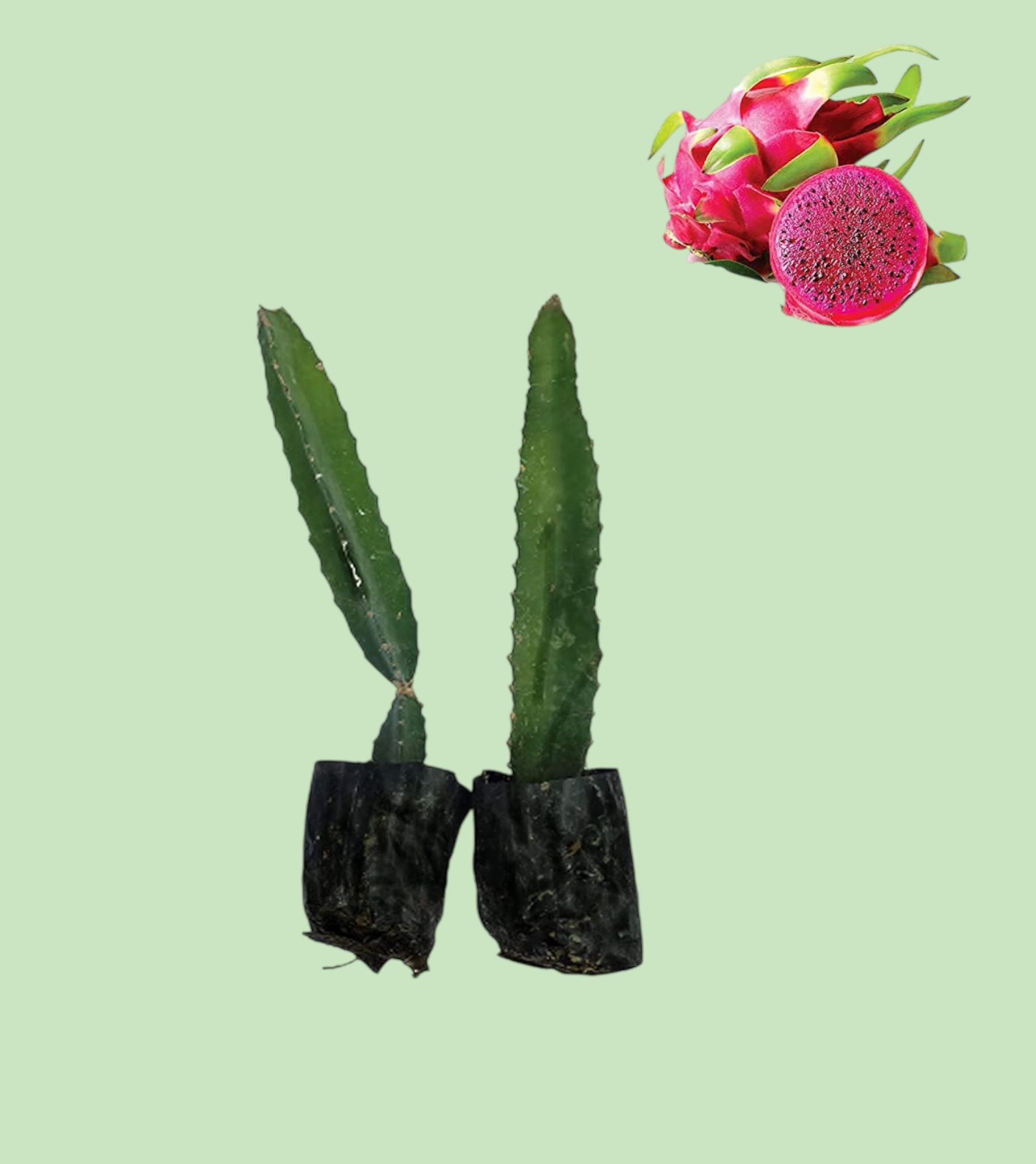 Pink Dragon Fruit Plant (8 To 10 Inch) (Pack Of 2)