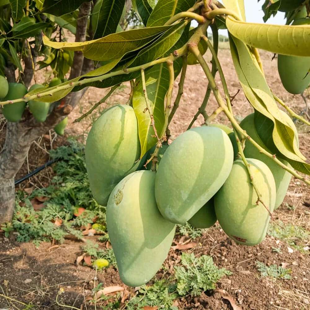 Mallika Mango Aam Plant Grafted Dwarf Variety Hybrid Tree (Height 2-3 Feet)