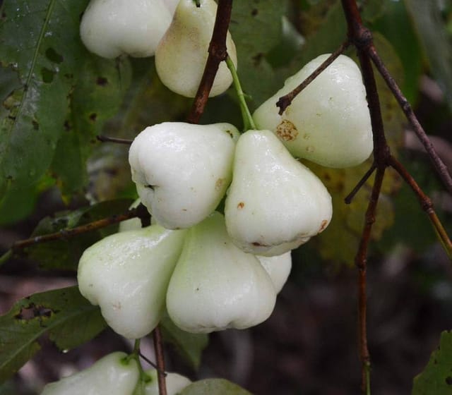 White Wax Apple Water Apple Java Apple Variety Fruit (Air Layering/Grafted) Plants & Tree(1.5-3 Feet Size)