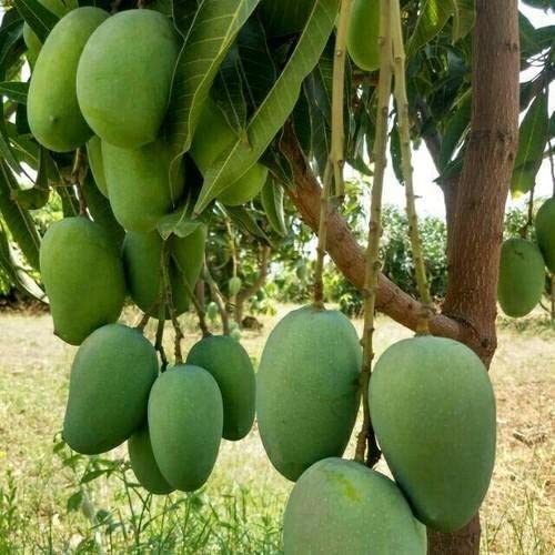 Mango Himsagar All Time Variety Grafted Aam Fruit Live Plants & Tree(1.5-3 Feet Size)