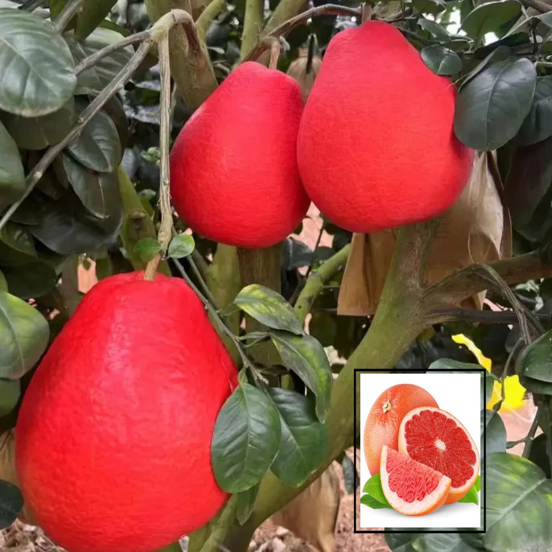 Thai Red Pomelo Batabi Lebu Variety Grafted Citrus Maxima Lemon Fruit Plant(1.5-3 Feet Height)