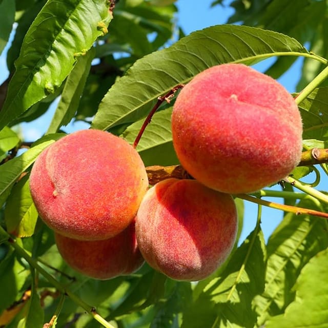 Shan E Punjab Peach Variety Fruit Grafted Plants & Tree(2-3 Feet Size)