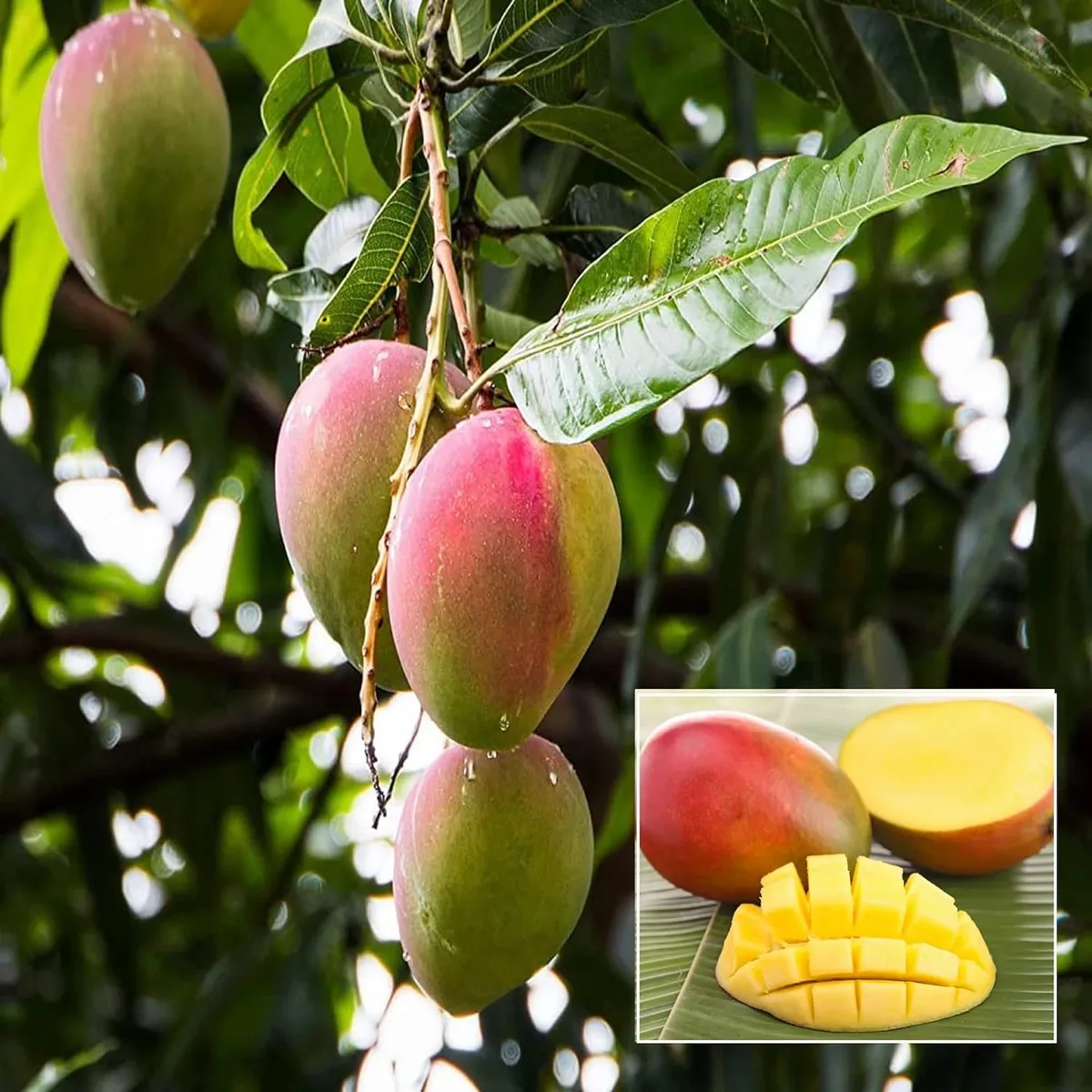 Mango Sindhu Seedless Variety Grafted Aam Fruit Plants & Tree(1.5-3 Feet Size)