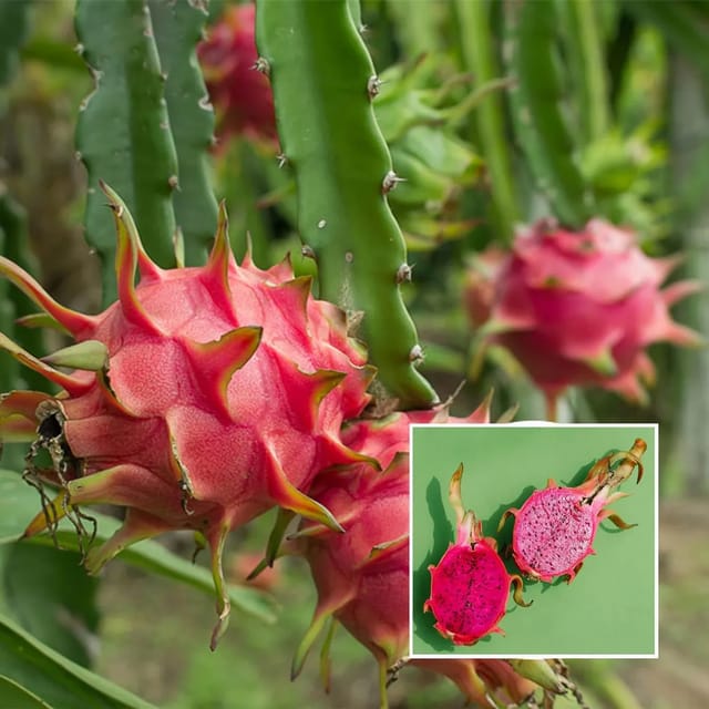 Pink Dragon Fruit Plant (1-2 feet height)