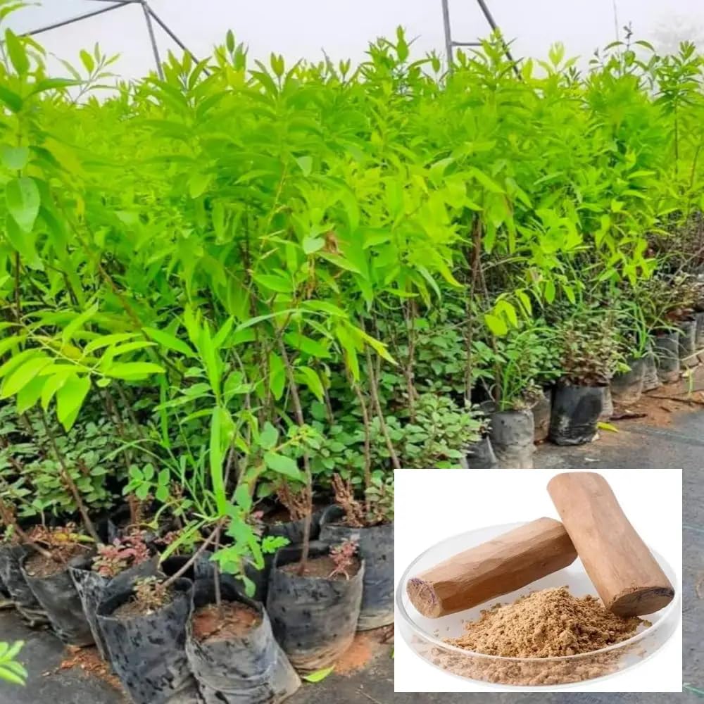 White Sandalwood Chandan Avenue Plants & Tree(1.5-3 Feet Size)