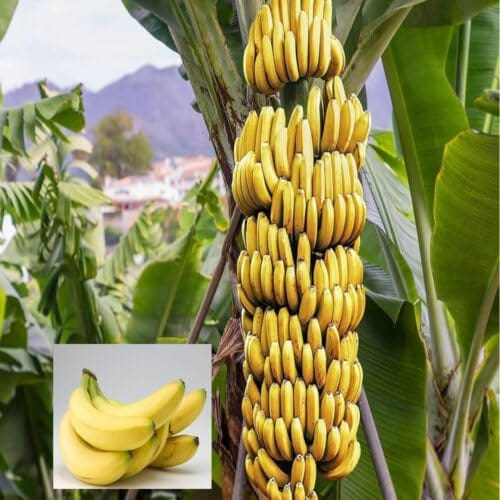Multicolor Grafted Premium & Elegant Banana Plant (1–2 Feet)
