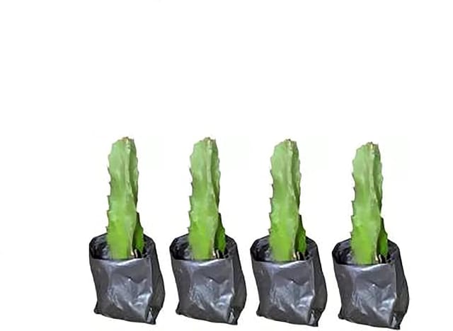 Red Dragon Fruit Plant (8 To 10 Inch) (Pack Of 4)