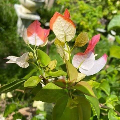 Maharani Bougainvillea Kagoj Ful Shrubs Grafted Flower Plants & Tree(1-2 Feet Size)