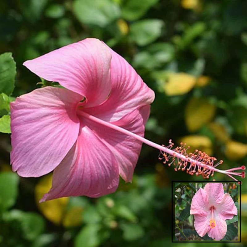 Pink Grafted Premium & Elegant Hibiscus Flowering Plant (1–2 Feet)