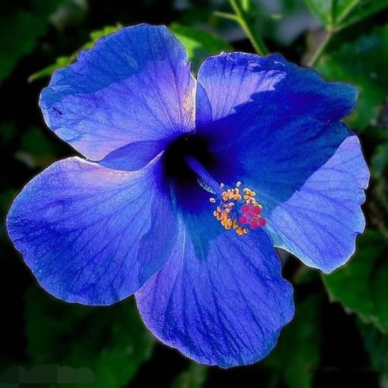 Blue Grafted Premium & Elegant Hibiscus Flowering Plant (1–2 Feet)