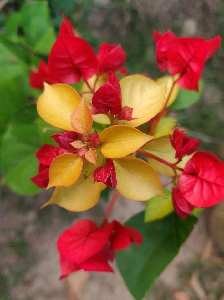 Adarna Bougainvillea Kagoj Ful Shrubs Grafted Flower Plants & Tree(1-2 Feet Size)
