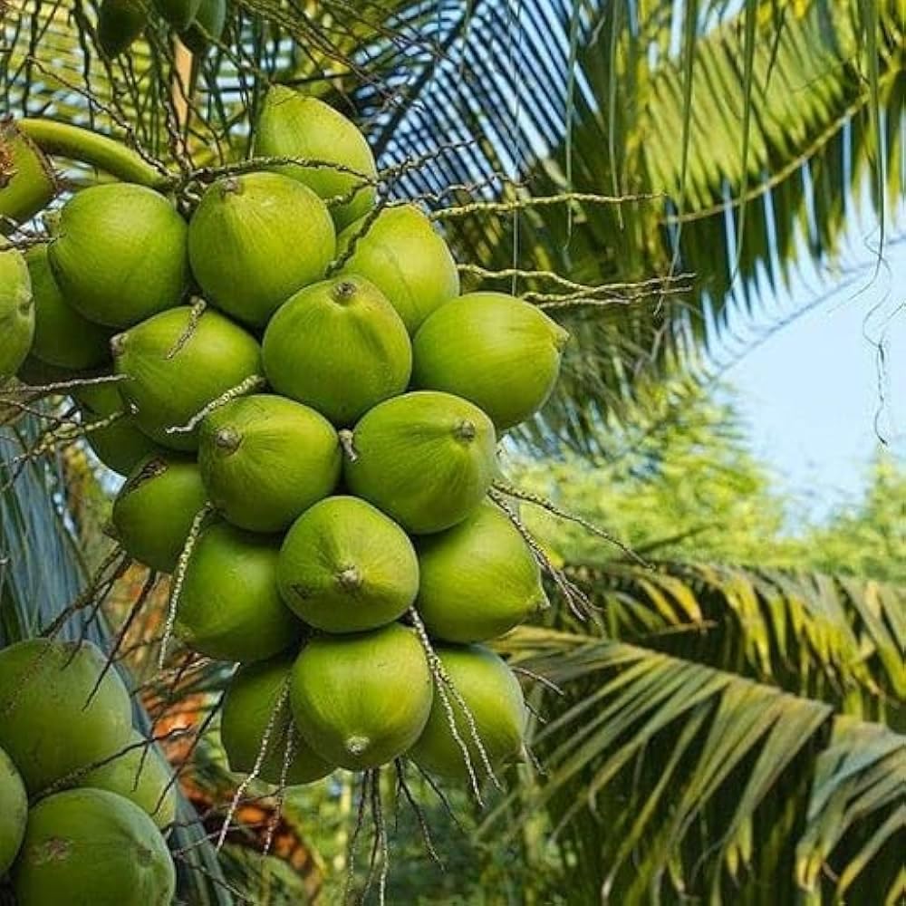 Ganga Bondam Coconut Nariyal Hybrid Dwarf Fruit Plant (2-4 Feet Height)