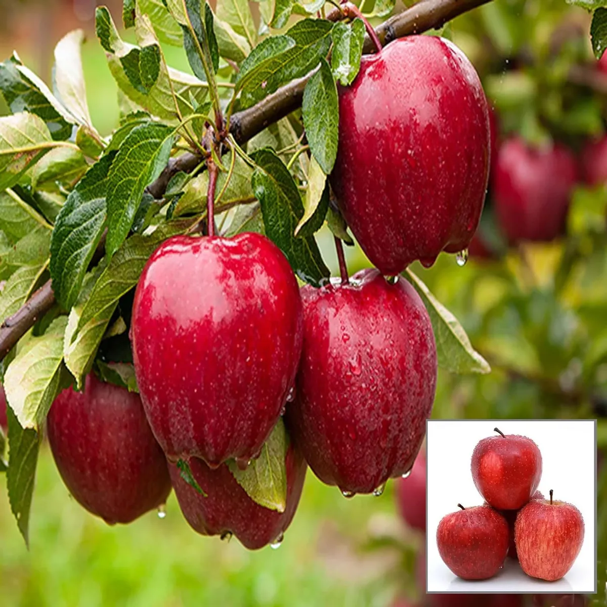 Apple Red Gala Variety Grafted Seb Fruit Plants & Tree(1.5-3 Feet Size)