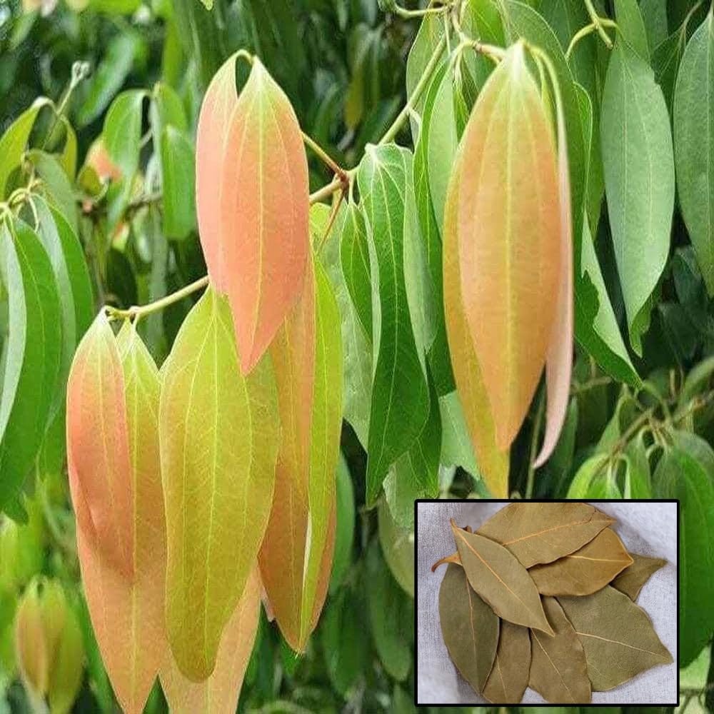 Tej Patta Indian Bay Leaf Cinnamomum Tamala Patram Spice Plants & Tree(1.5-3 Feet Size)