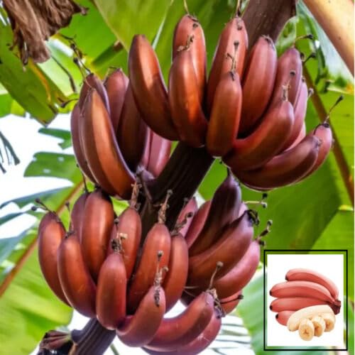 Rare Red Banana Plant Musa acuminata ‘Red Dacca’, Tissue Culture Hybrid Plant (1-2 Feet Height) Rare Red Banana Plant Musa acuminata ‘Red Dacca’, Tissue Culture Hybrid Plant (1-2 Feet Height)